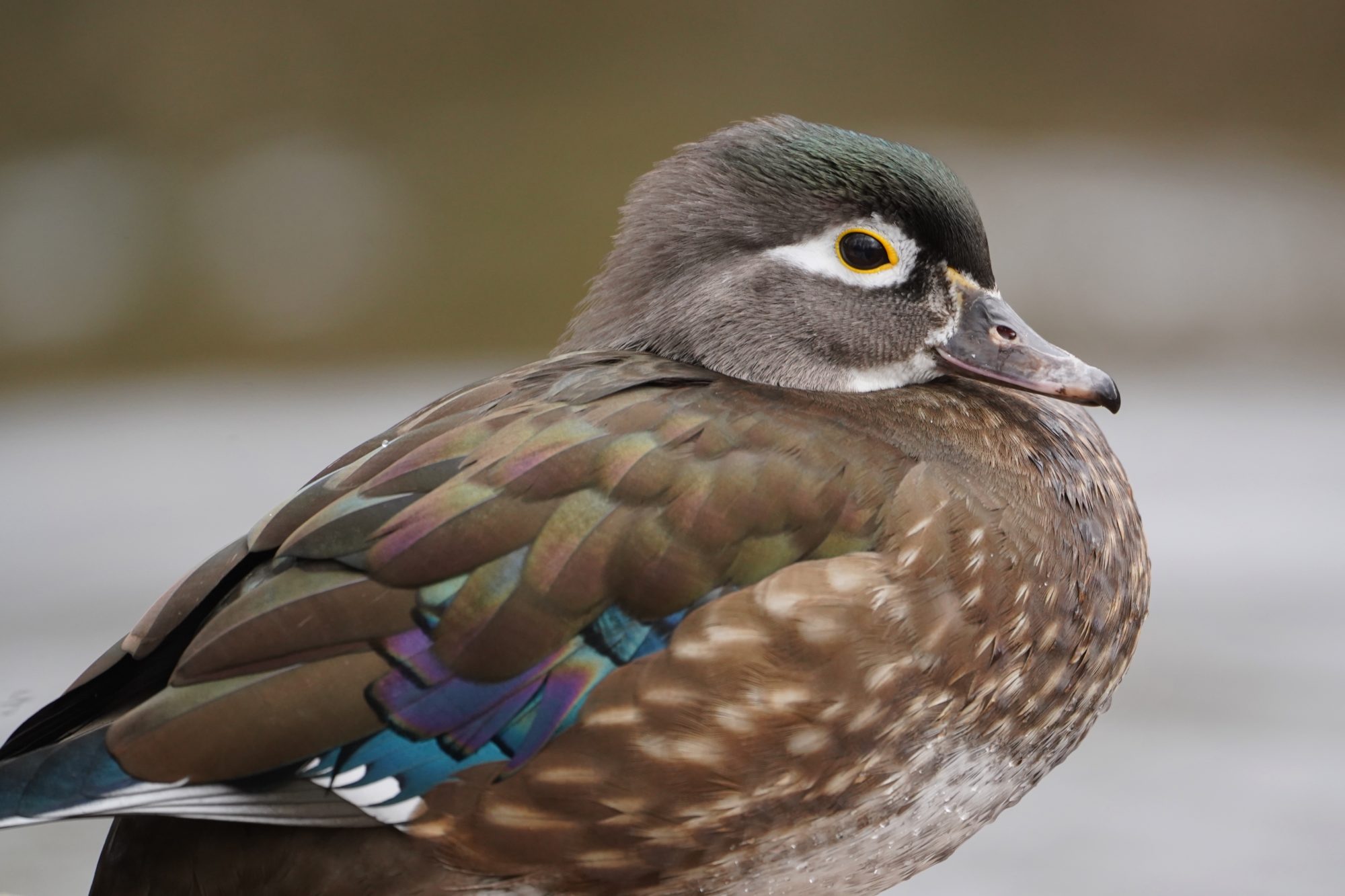 Wood Duck, female