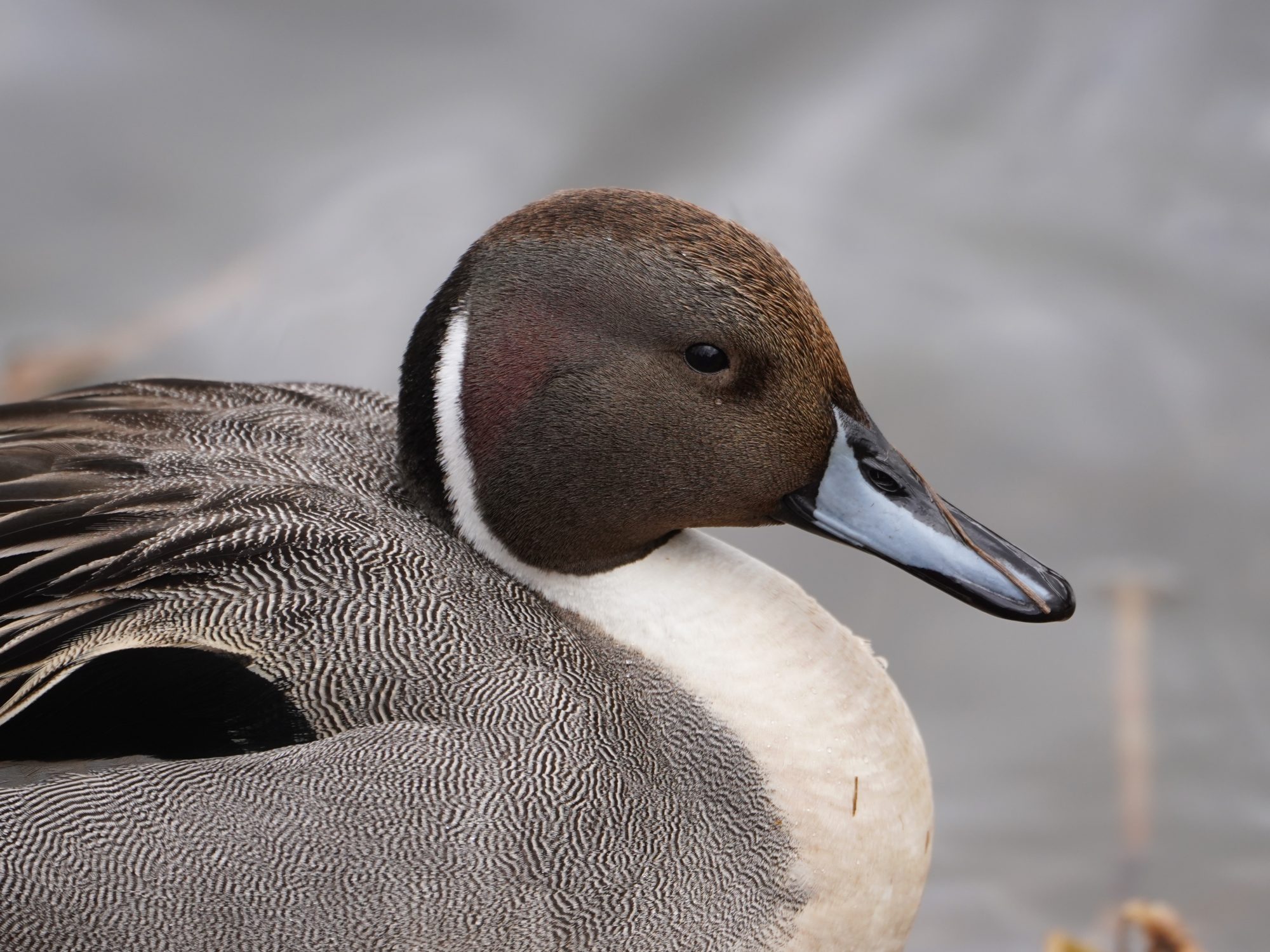 Norther Pintail