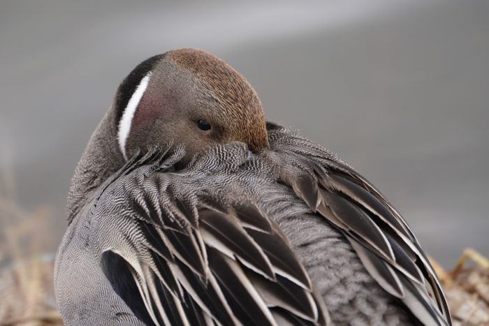 Northern Pintail