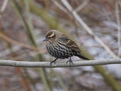 Red-winged Blackbird, female