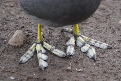 American Coot feet