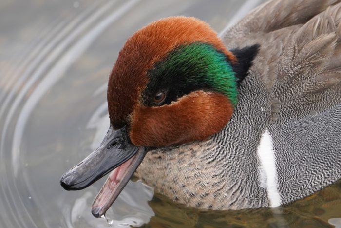 Green-winged Teal, male