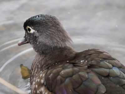 Wood Duck, female