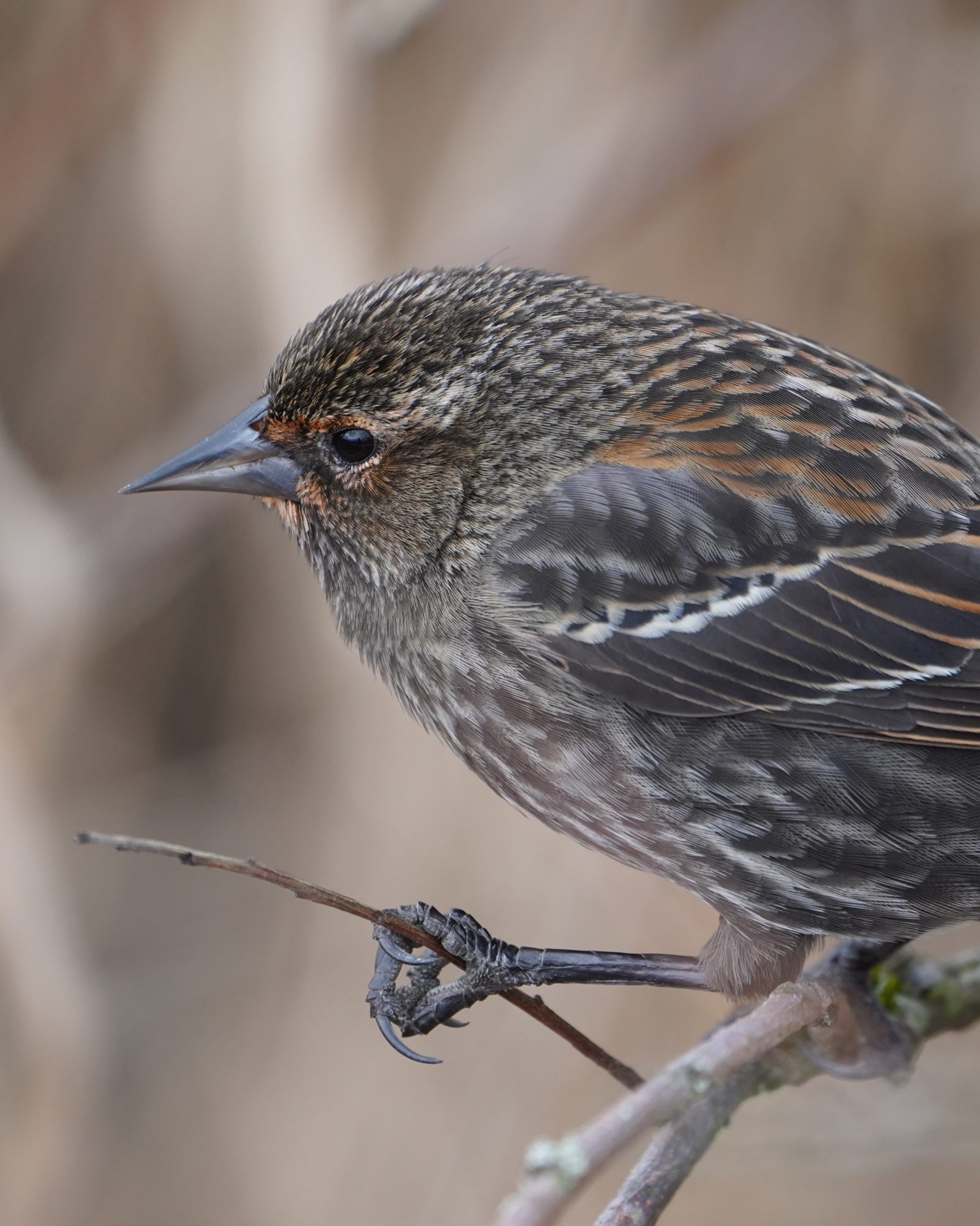 Red-winged Blackbird, female