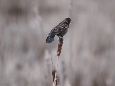 Red-winged Blackbird