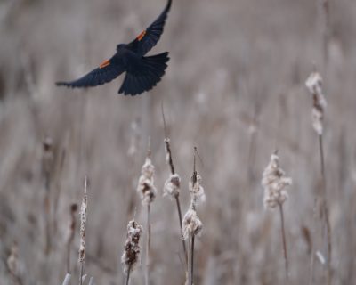 Red-winged Blackbird