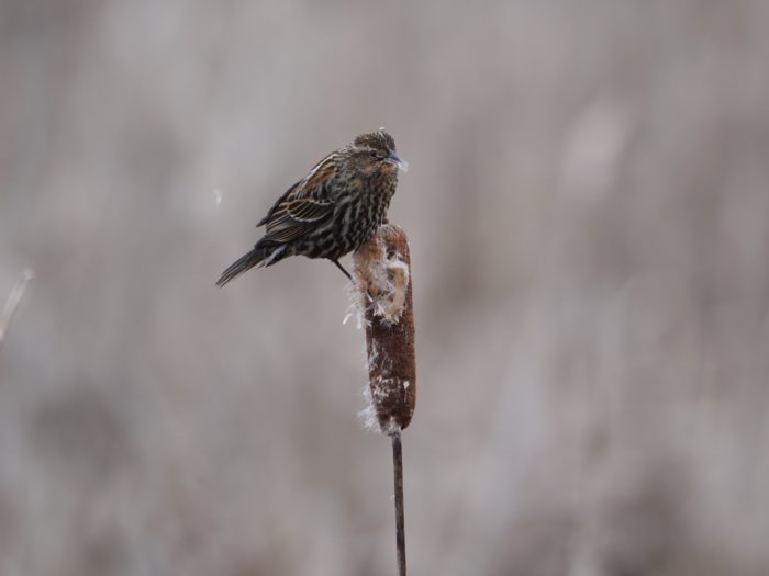 Red-winged Blackbird