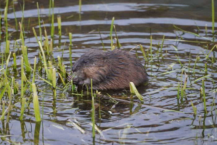 Muskrat