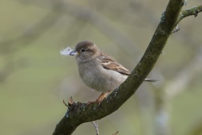 House Sparrow