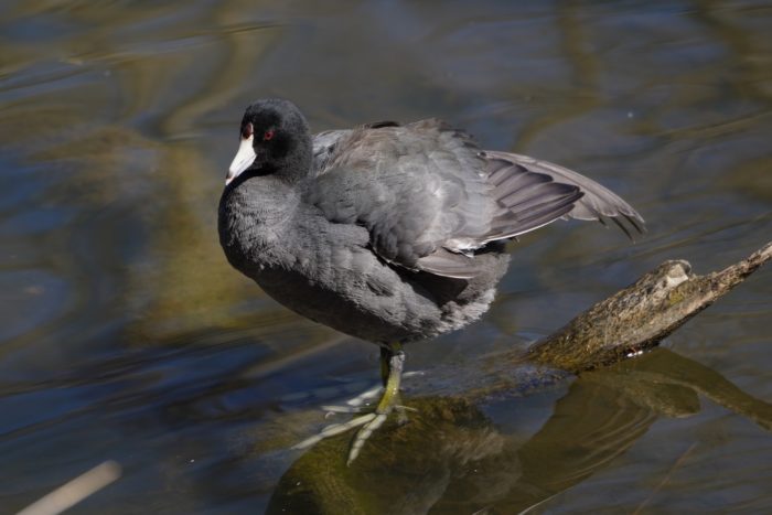 American Coot