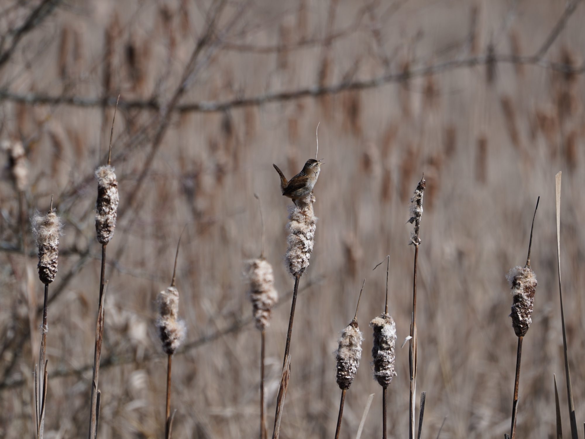 Marsh Wren