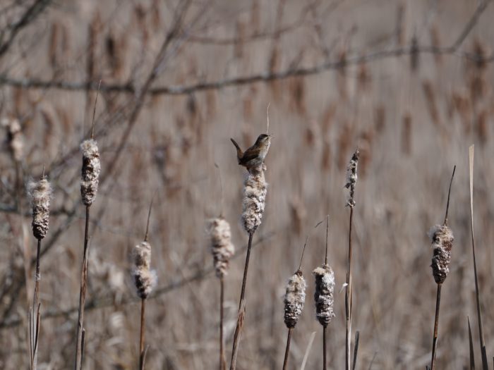 Marsh Wren