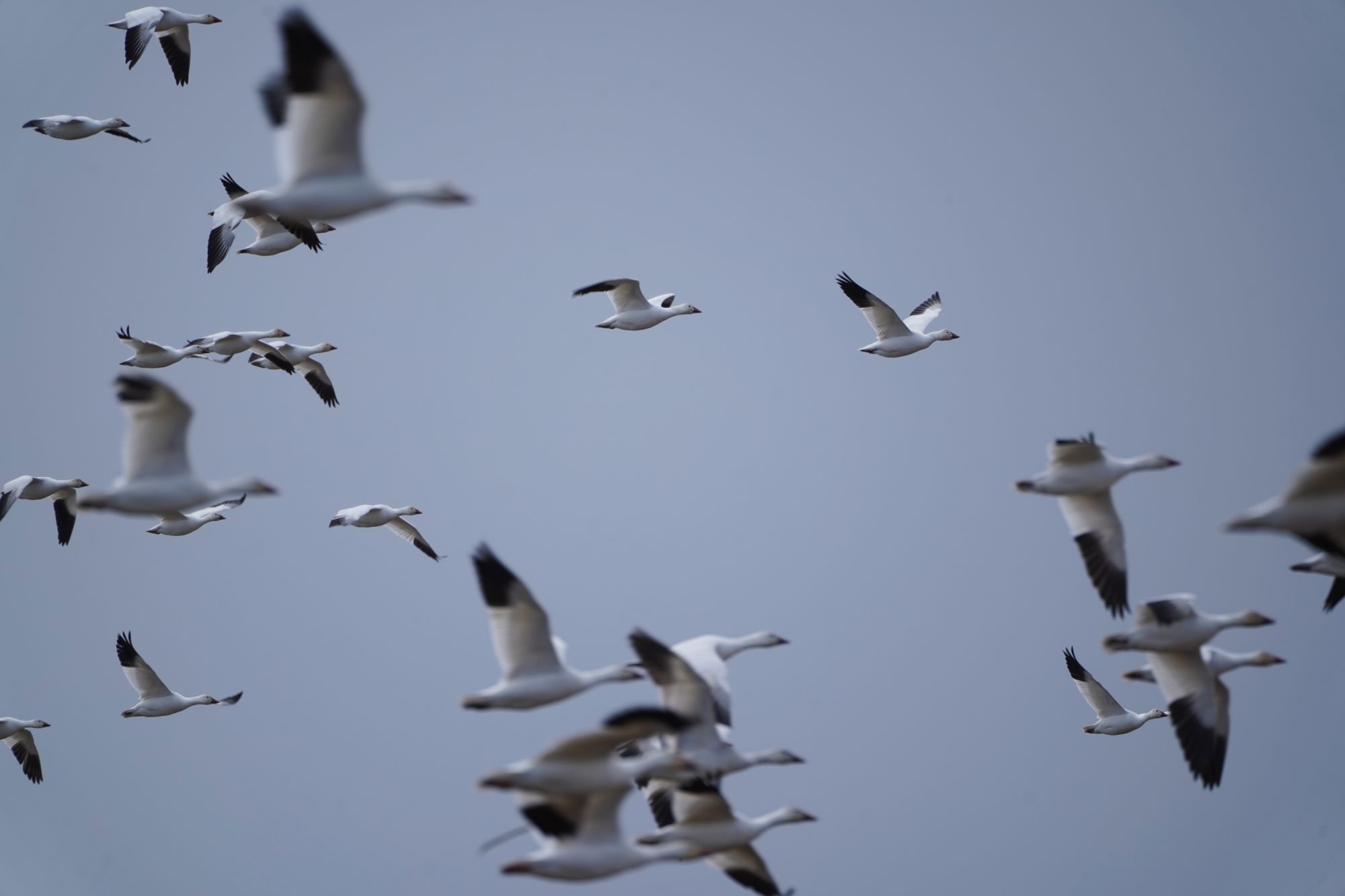 Snow Geese