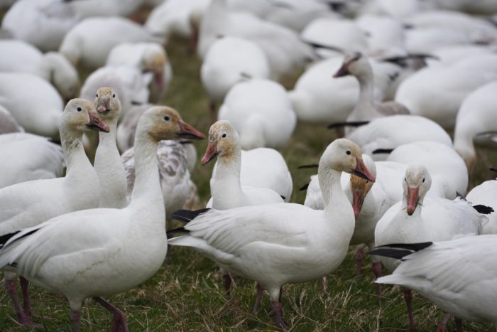 Snow Geese