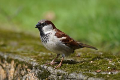 House Sparrow male