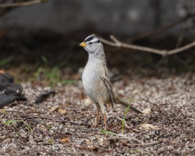 White-crowned Sparrow