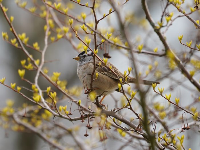 White-crowned Sparrow