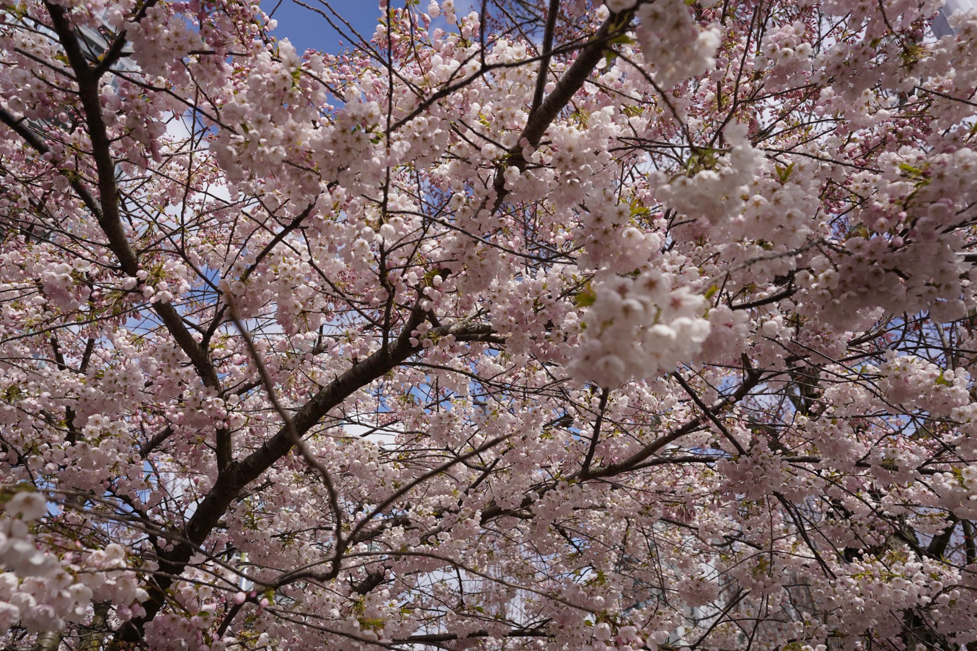 Spring blossoms