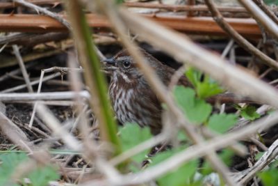 Song Sparrow