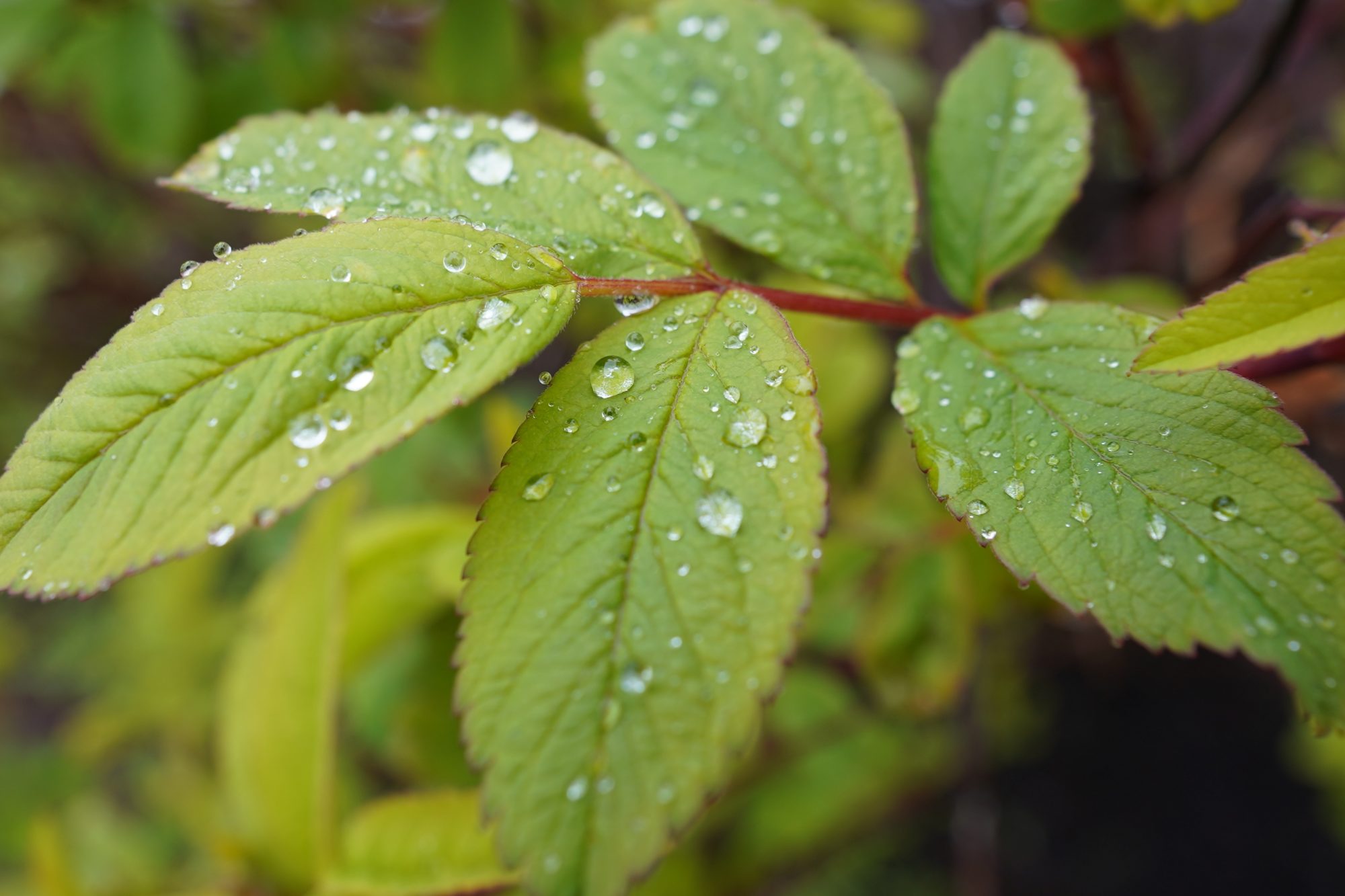 Wet leaves