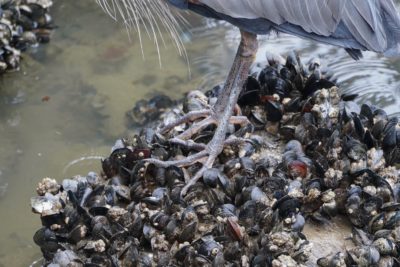 Heron feet on mollusks