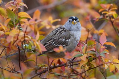 White-crowned Sparrow