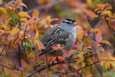 White-crowned Sparrow