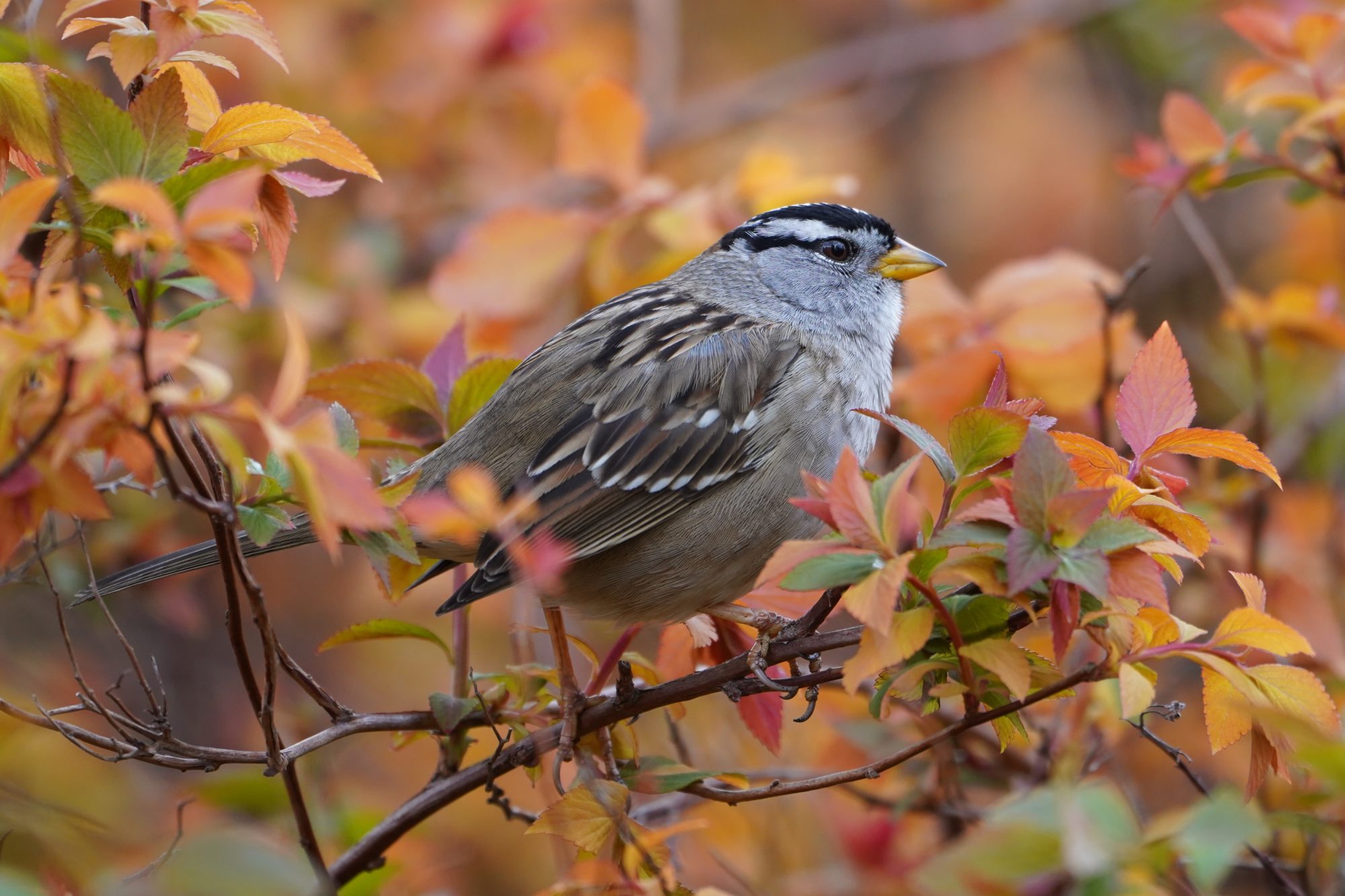 White-crowned Sparrow