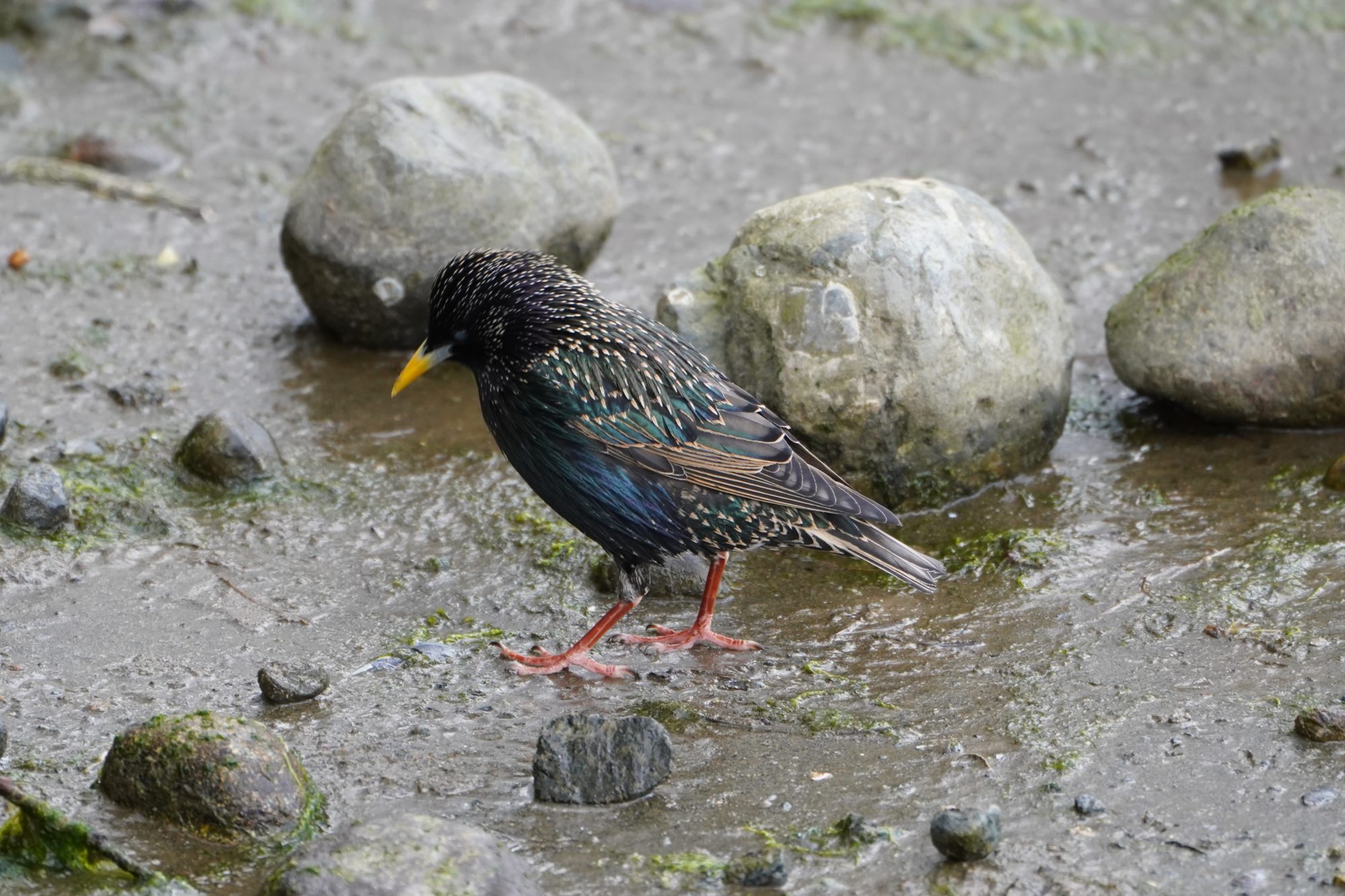 Starling on rocks and mud