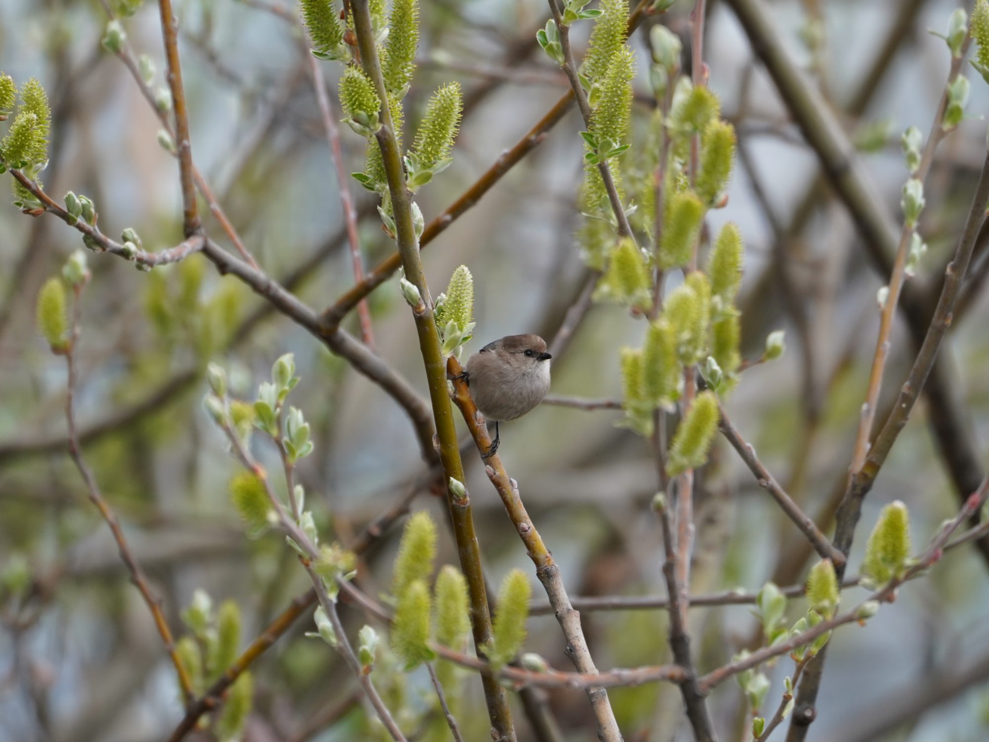 American Bushtit