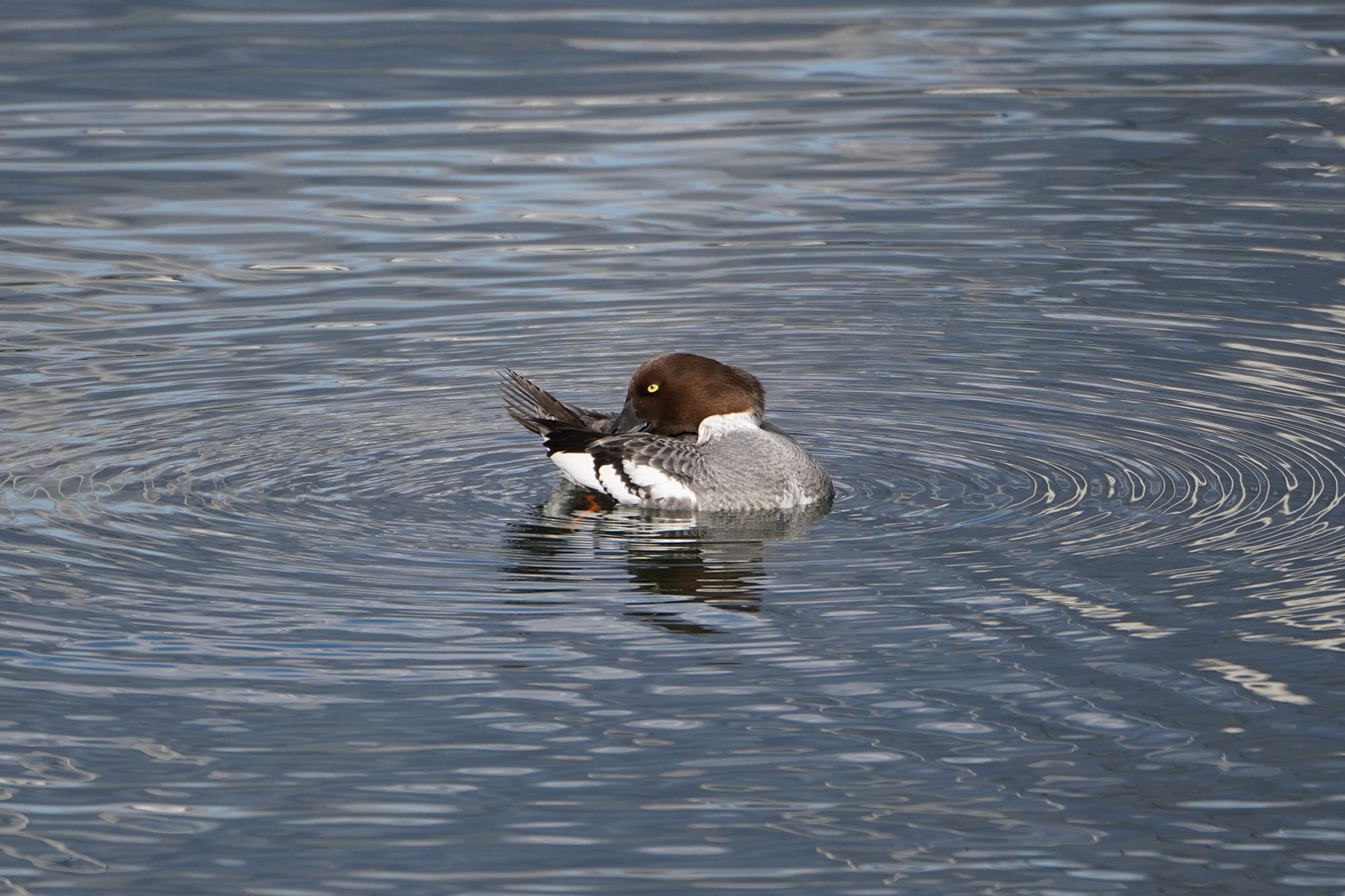 Common Goldeneye female