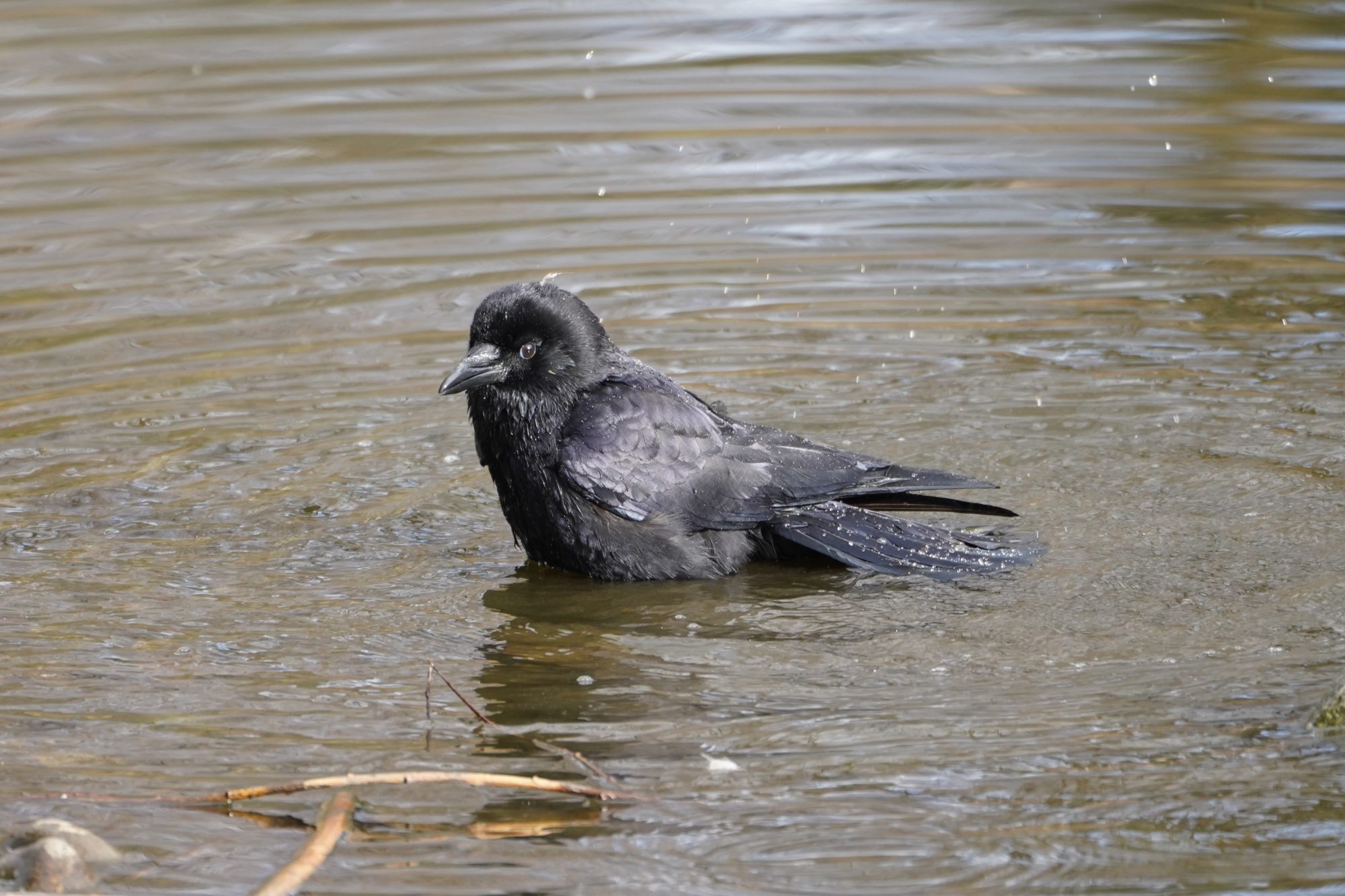 Crow having a bath