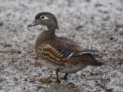 Wood Duck