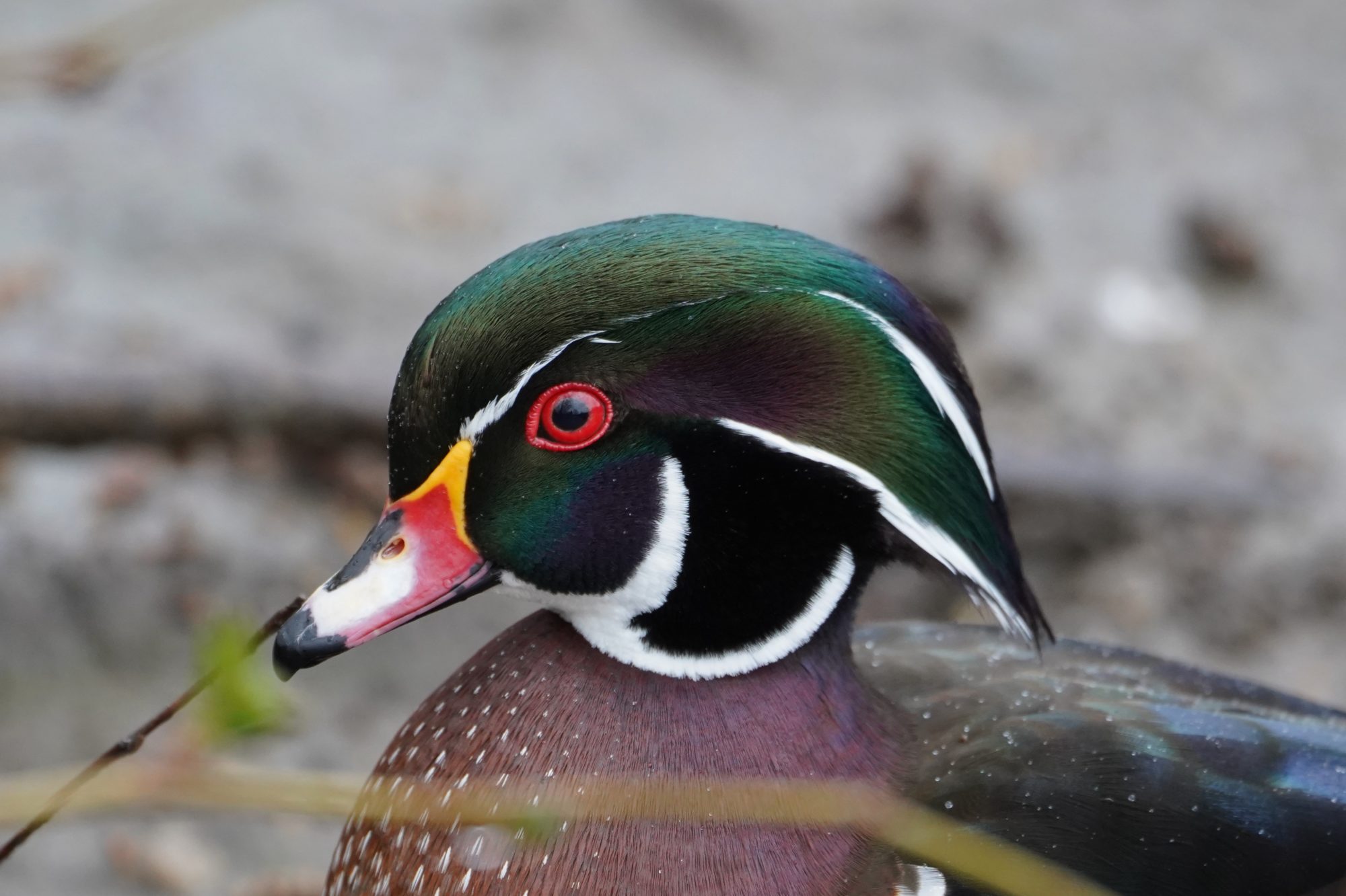 Wood Duck, male