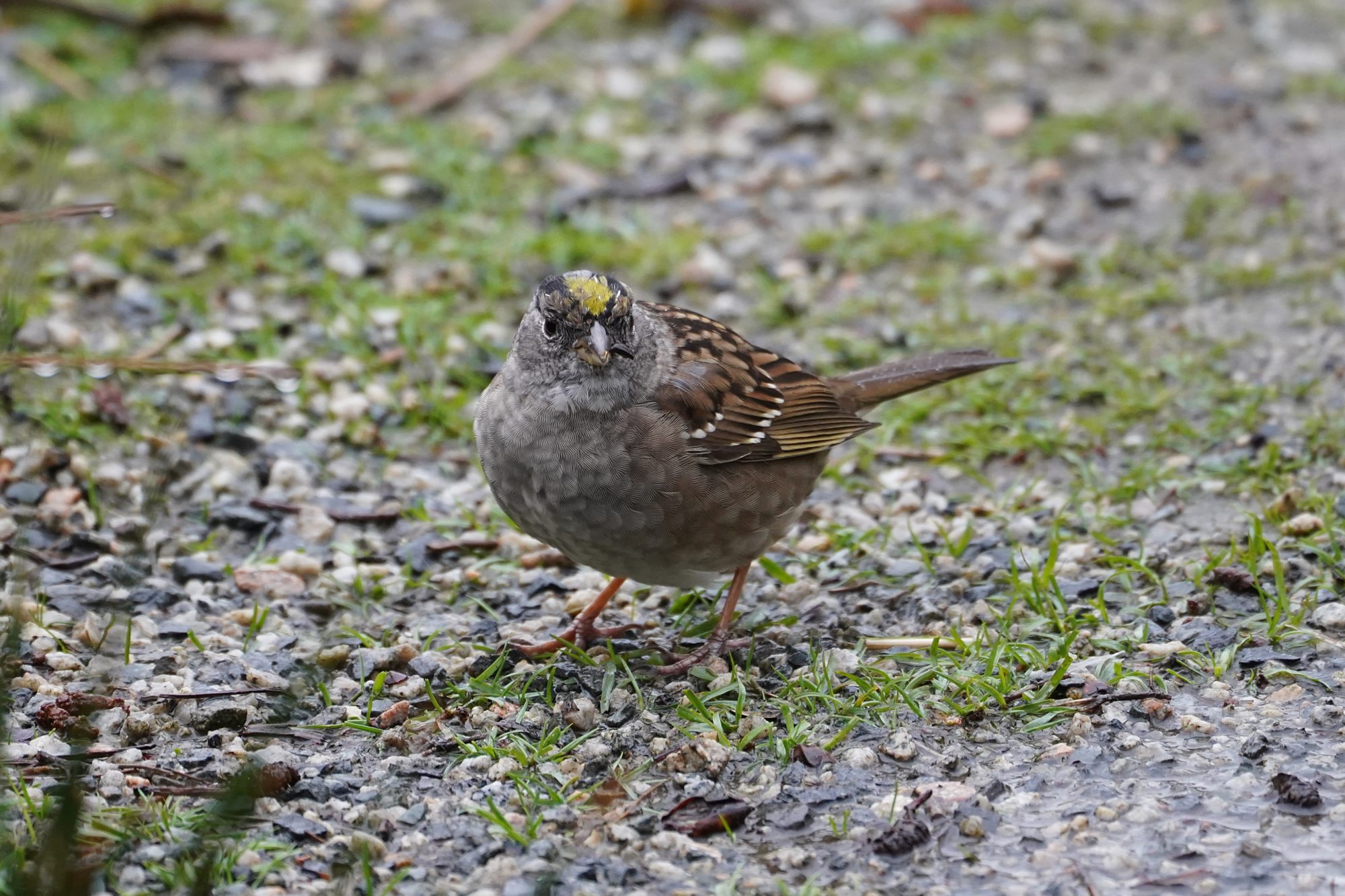 Golden-crowned Sparrow