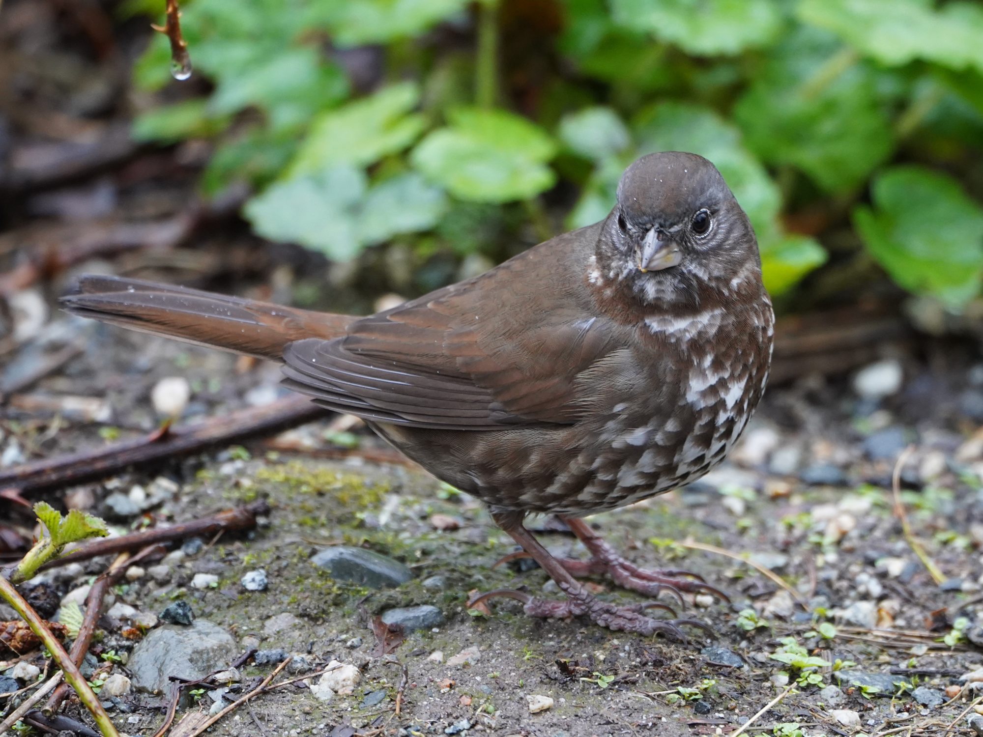 Fox Sparrow