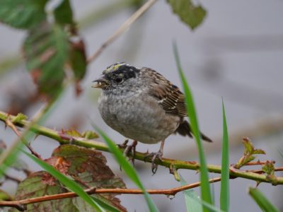 Golden-crowned Sparrow