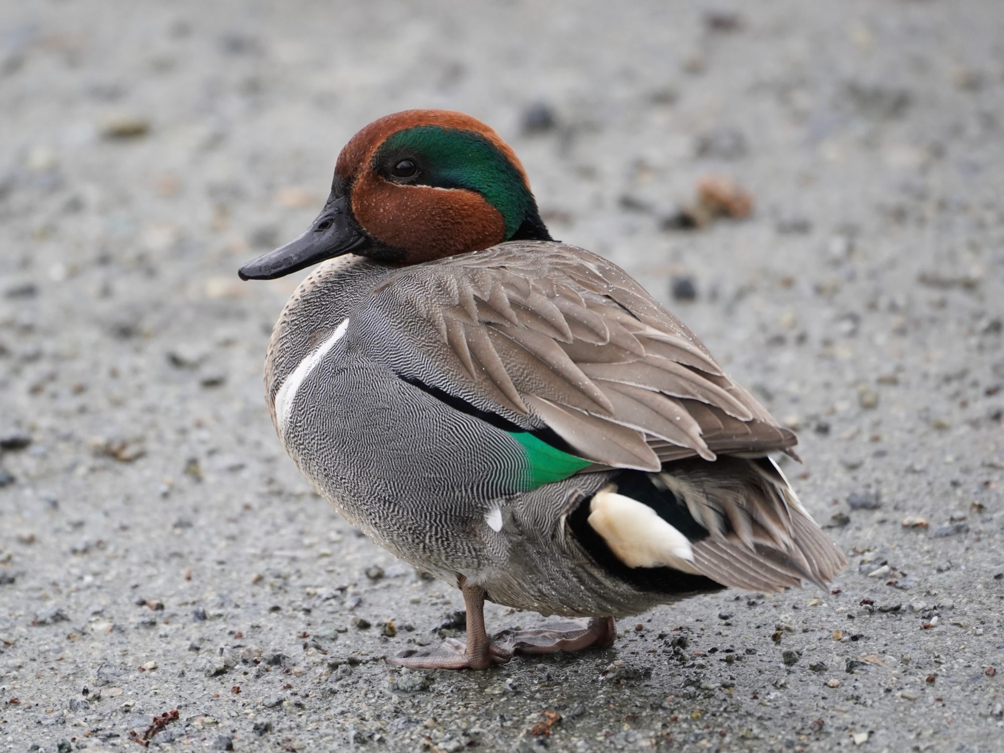 Green-winged Teal