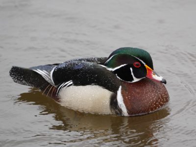 Wood Duck in the rain