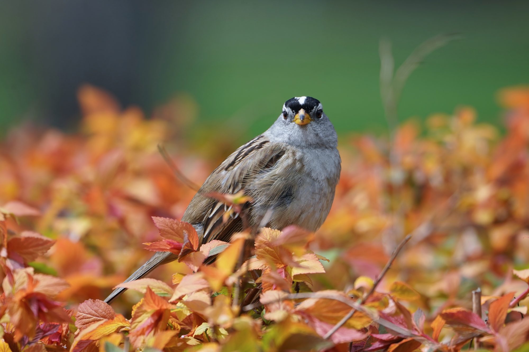 White-crowned Sparrow