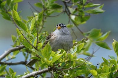 White-crowned Sparrow