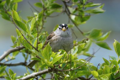 White-crowned Sparrow