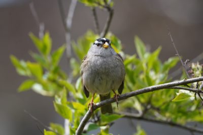 White-crowned Sparrow