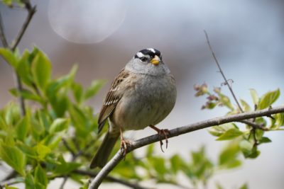 White-crowned Sparrow