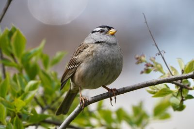 White-crowned Sparrow