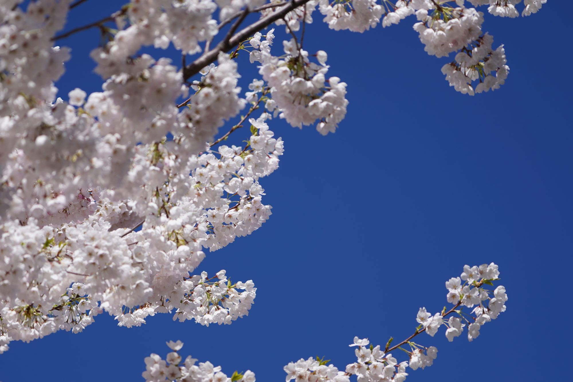 Flowers and blue sky