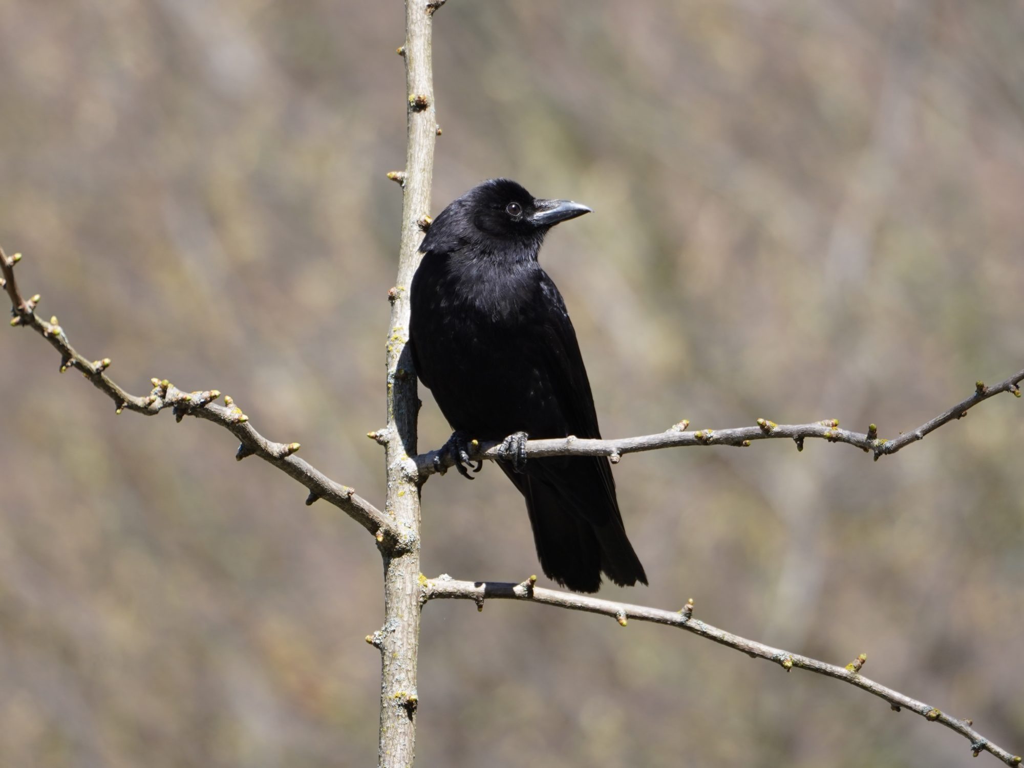 American Crow