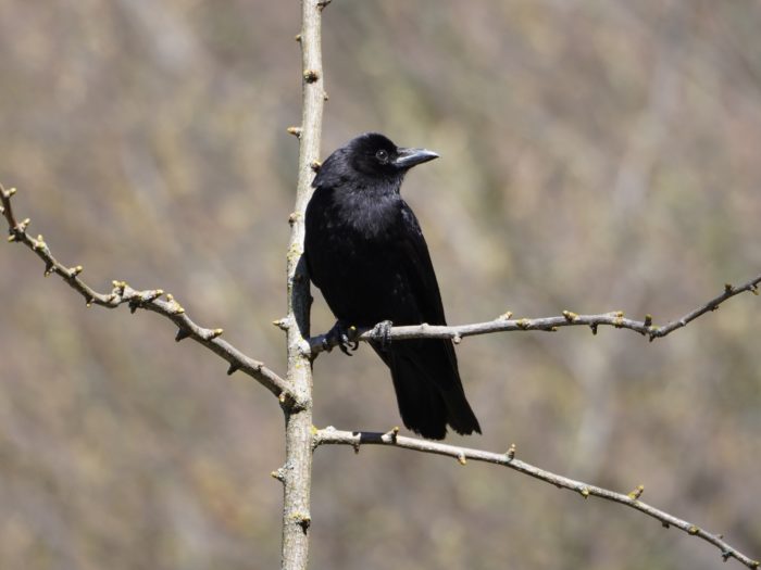 American Crow