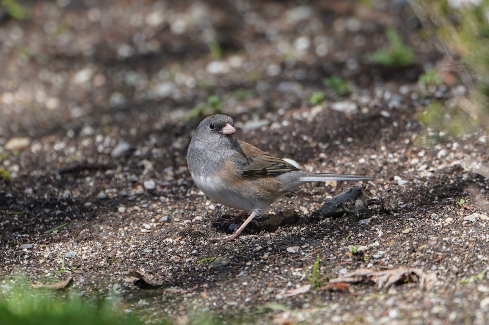 Dark-eyed Junco