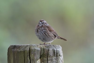 Song Sparrow